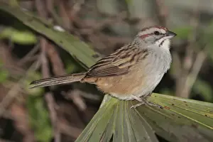 Sparrow Prints: Stripe-capped Sparrow (Aimophila strigiceps) adult