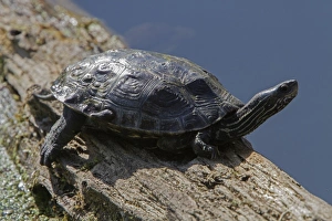 Bulgaria Prints: Stripe necked Terrapin or Caspian Turtle resting on log. - Bulgaria