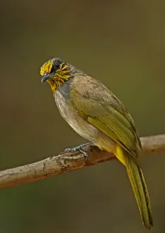 Kaeng Krachan Prints: Stripe-throated Bulbul (Pycnonotus finlaysoni eous) adult