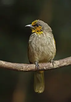 Stripe-throated Bulbul (Pycnonotus finlaysoni eous) adult, perched on vine, Kaeng Krachan N. P. Thailand, february