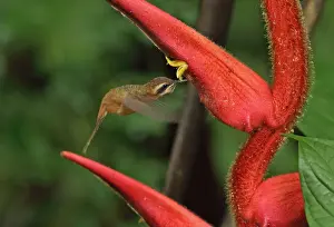 Stripe-throated Hermit (Phaethornis striigularis saturatus) adult, in flight, hovering and feeding at heliconia flower