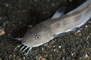 Indopacific Prints: Striped Catfish (Plotosus lineatus) adult