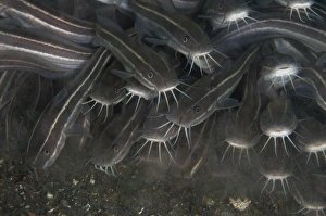 Schools Prints: Striped Catfish (Plotosus lineatus) adults