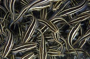 Indopacific Prints: Striped Catfish (Plotosus lineatus) shoal