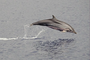 Jump Prints: Striped Dolphin (Stenella coeruleoalba) adult, leaping out of water, Maldives, march
