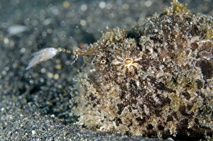 Striped Frogfish (Antennarius striatus) adult, close-up of head, using lure to attract prey, Lembeh Straits, Sulawesi