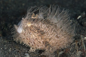 Bizarre Prints: Striped Frogfish (Antennarius striatus) adult