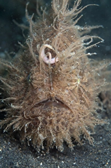 Striped Frogfish (Antennarius striatus) adult, resting on black sand, Lembeh Straits, Sulawesi, Sunda Islands