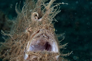 Striped Frogfish (Antennarius striatus) adult, close-up of head, yawning, Lembeh Straits, Sulawesi, Sunda Islands