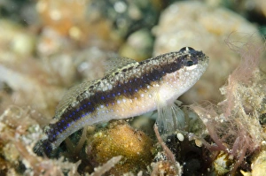 Gobies Prints: Striped Goby (Asterropteryx striata) adult