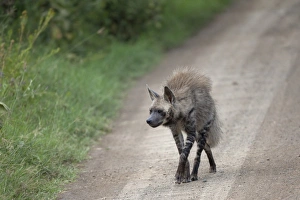 Striped Hyena (Hyaena hyaena) adult, walking on road, Lake Nakuru N. P. Great Rift Valley, Kenya, August