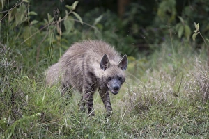 Striped Hyena (Hyaena hyaena) adult, standing amongst vegetation, Lake Nakuru N. P. Great Rift Valley, Kenya, August