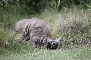 Striped Hyena (Hyaena hyaena) adult, rolling on ground, Lake Nakuru N. P. Great Rift Valley, Kenya, August
