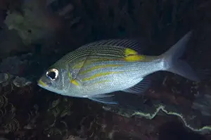 Bream Prints: Striped Large-eye Bream (Gnathodentex aureolineatus) adult