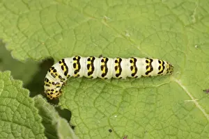 Foodplants Prints: Striped Lychnis Moth (Shargacucullia lychnitis) larva