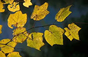Striped Maple (Acer pensylvanicum) Backlit in Fall/Autumn colour - Appalachians USA