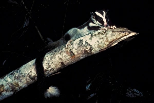 Rain Forests Prints: Striped Possum (Dactylopsila trivirgata) adult
