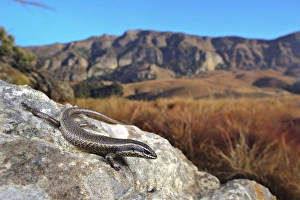 Drakensberg Prints: Striped Skink (Mabuya striata) adult