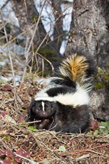 Mustelid Prints: Striped Skunk (Mephitis mephitis) adult