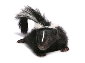 Cutout Prints: Striped Skunk (Mephitis mephitis) baby