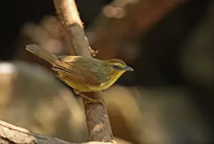 Striped Tit-babbler (Macronous gularis sulphureus) adult, perched on branch, Kaeng Krachan N. P. Thailand, february