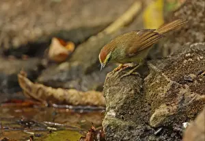 Striped Tit-babbler (Macronous gularis sulphureus) adult, standing on rock beside forest pool, Kaeng Krachan N. P