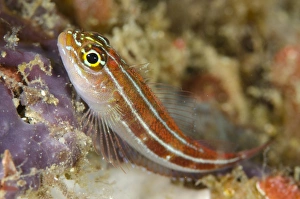 Striped Triplefin (Helcogramma striatum) adult, resting, Horseshoe Bay, Nusa Kode, Rinca Island, Komodo N. P