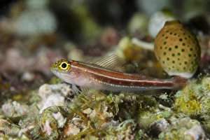 Striped Triplefin (Helcogramma striatum) adult, Sebayor Point, between Komodo and Flores Islands, Komodo N. P
