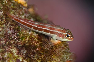 Striped Triplefin (Helcogramma striatum) adult, Tatawa Kecil, between Komodo and Flores Islands, Komodo N. P