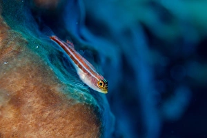 Striped Triplefin (Helcogramma striatum) adult, resting on sponge, Gili Lawa Laut, near Komodo Island, Komodo N. P