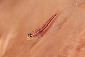 Blenny Prints: Striped Triplefin (Helcogramma striatum) adult