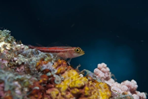 Striped Triplefin (Helcogramma striatum) adult, resting on coral encrusted shipwreck, Liberty Wreck, Tulamben, Bali, Lesser Sunda Islands, Indonesia