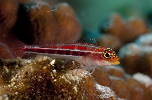 Striped Triplefin (Helcogramma striatum) adult, resting on coral, Bunaken, Manado, Northeast Sulawesi, Indonesia