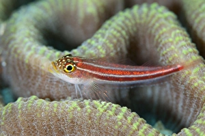 Striped Triplefin (Helcogramma striatum) adult, resting on coral, Otdina Reef, Dampier Straits