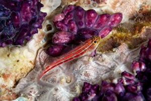 Striped Triplefin (Helcogramma striatum) adult, resting on coral, Lembeh Straits, Sulawesi, Sunda Islands, Indonesia