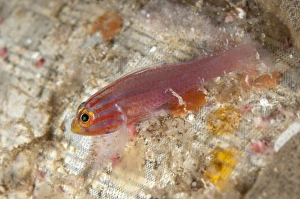 West Papua Prints: Stripedhead Dwarfgoby (Trimma striatum) adult