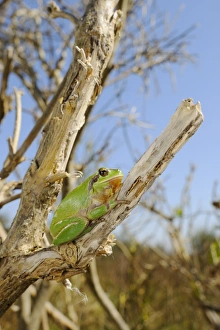 Tree Frog Prints: Stripeless Treefrog (Hyla meridionalis) adult, sitting on branch, Italy, march