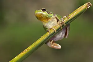 Tree Frog Prints: Stripeless Treefrog (Hyla meridionalis) adult male, clinging to stem, Italy, april
