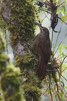 Rainforest Prints: Strong-billed Woodcreeper (Xiphocolaptes promeropirhynchus) adult