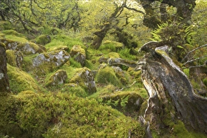 Fern Prints: Stunted oak trees with epiphytic ferns