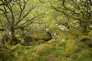 Mosses Prints: Stunted oak trees with epiphytic moss