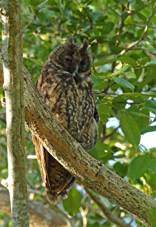 Stygian Owl (Asio stygius siguapa) adult, roosting in tree, Zapata Peninsula, Matanzas Province, Cuba, March