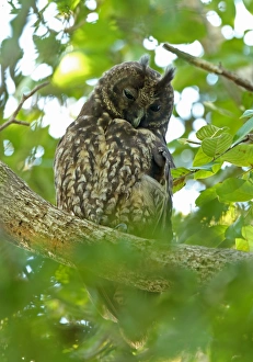 Owls Prints: Stygian Owl (Asio stygius siguapa) adult