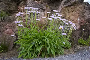 Washington Prints: Subalpine Fleabane (Erigeron peregrinus) flowering