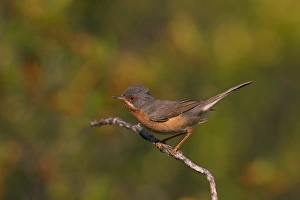 Subalpine Warbler (Sylvia cantillans) adult male, perched on twig, Castilla y Leon, Spain, May