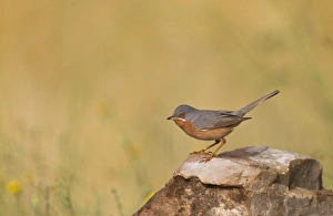 Subalpine Warbler (Sylvia cantillans) adult male, standing on rock, Spain, may