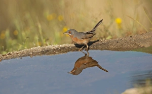 Subalpine Warbler (Sylvia cantillans) adult male, drinking at pool with reflection, Spain, may