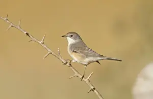 Subalpine Warbler (Sylvia cantillans) autumn female / immature, perched on twig, Northern Spain, september