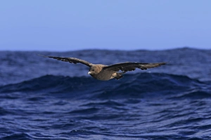 Seabird Prints: Subantarctic Skua (Stercorarius lonnbergi) adult