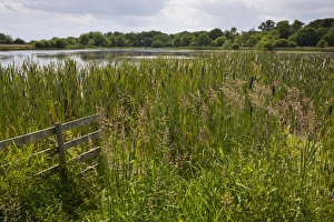 Mine Prints: Subsidence lake with reedmace fringe over former coal mine site